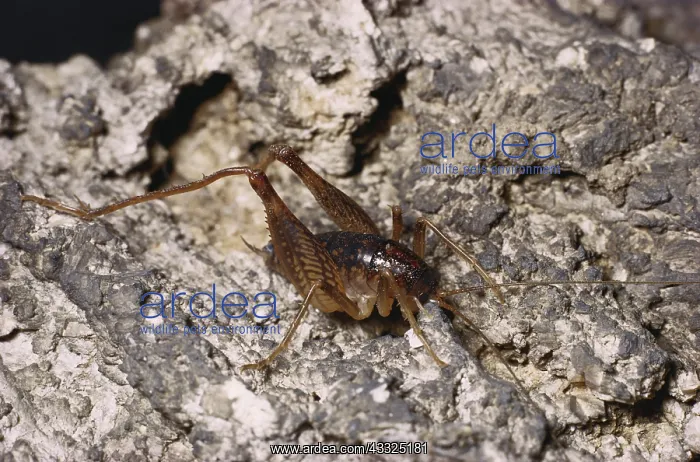  : Cave Cricket