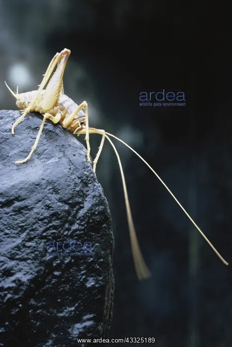 : Cave Cricket : Cave Cricket