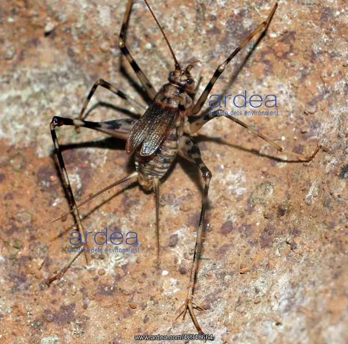 : Cave Cricket - underground caves and tunnels : Cave Cricket - underground caves and tunnels