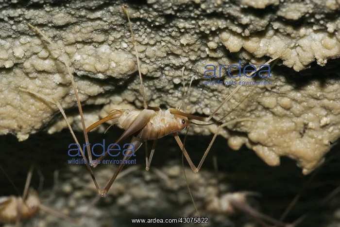 : Cave Crickets : Cave Crickets