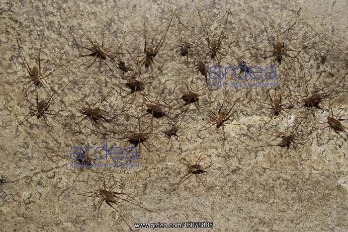 : Cave Crickets : Cave Crickets