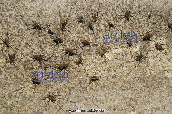 : Cave Crickets : Cave Crickets