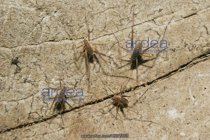 : Cave Crickets : Cave Crickets