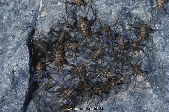 : Cave Crickets : Cave Crickets