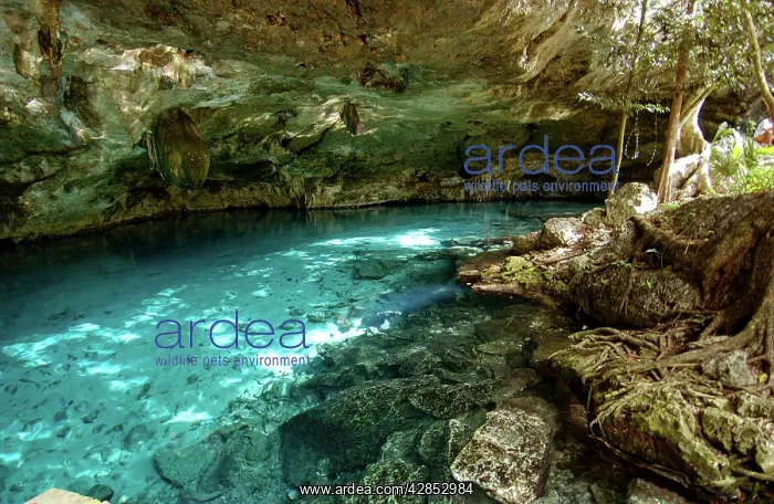: Cave diving Maya Cenotes Yucatan Mexico : Cave diving Maya Cenotes Yucatan Mexico