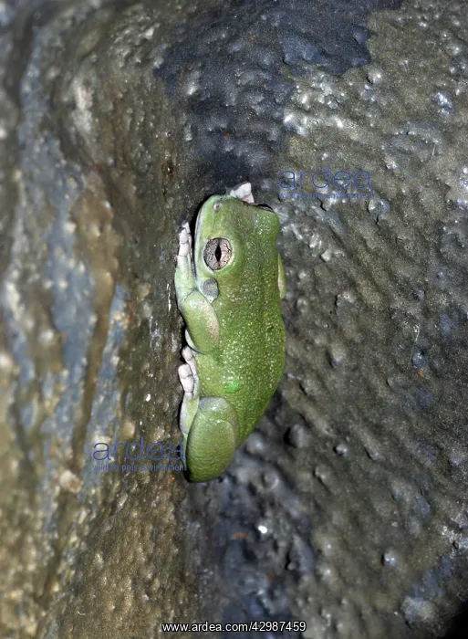 : Cave-Dwelling Frog. Kimberley area of Australia : Cave-Dwelling Frog. Kimberley area of Australia