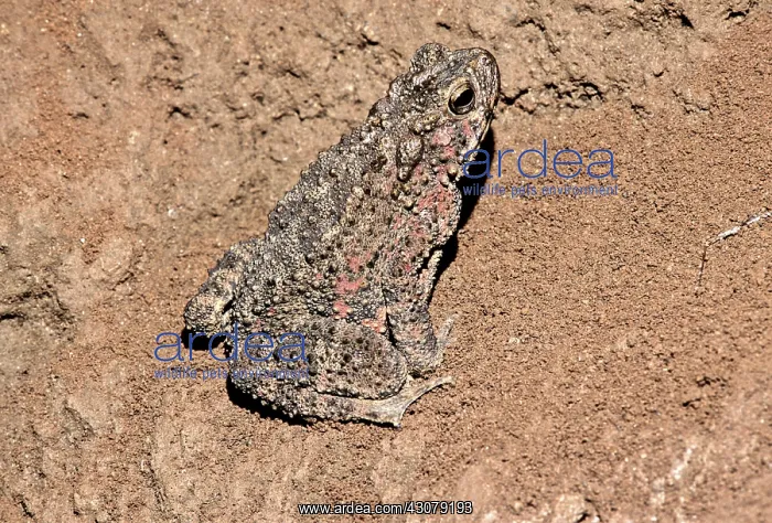 : Cave-Dwelling Giant Toad : Cave-Dwelling Giant Toad