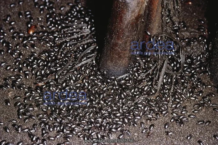 : Cave Floor Insects : Cave Floor Insects