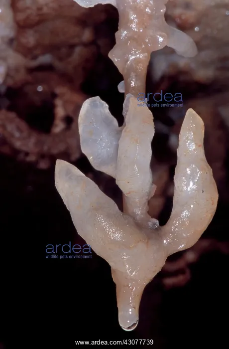 : Cave Formation Dripping : Cave Formation Dripping