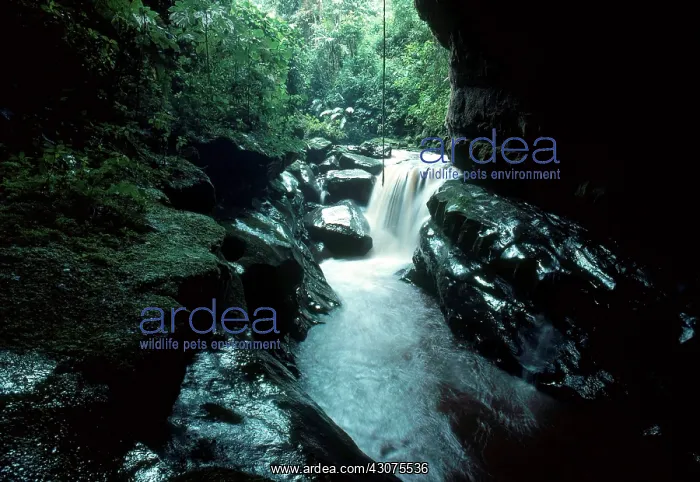 : Cave of the Oilbirds : Cave of the Oilbirds
