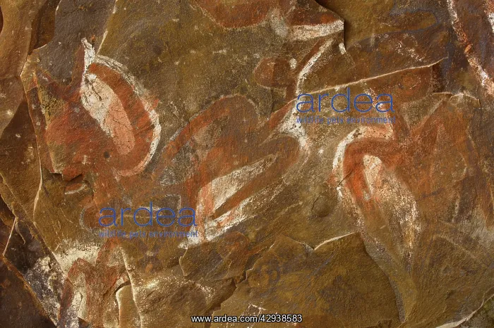 : Cave paintings of Manu Tangata, the birdman, in : Cave paintings of Manu Tangata, the birdman, in