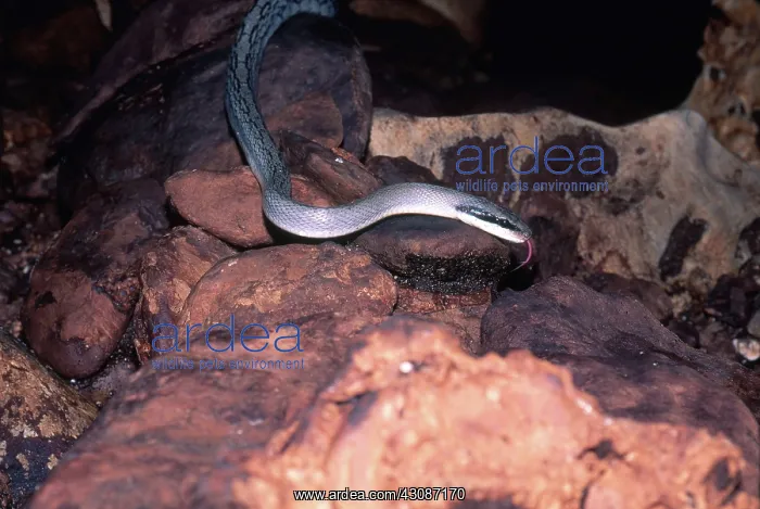 : Cave Racer : Cave Racer