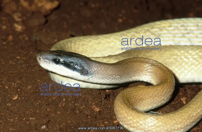 : Cave Racer : Cave Racer