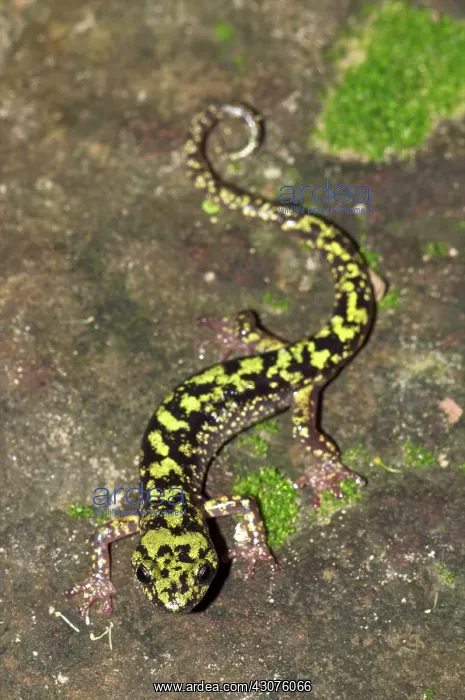 : Cave Salamander : Cave Salamander