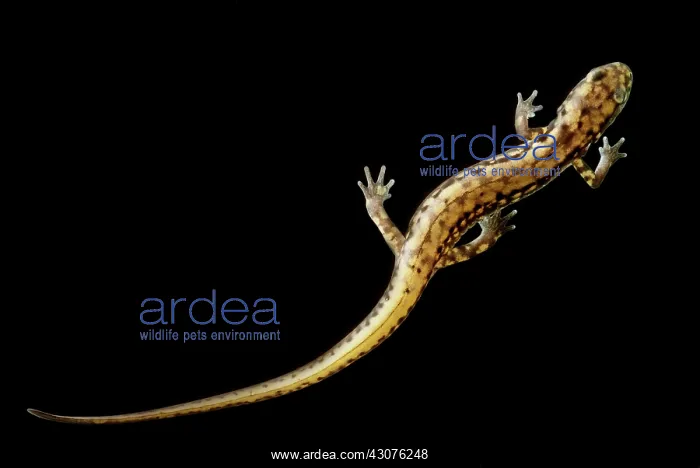 : Cave Salamander : Cave Salamander