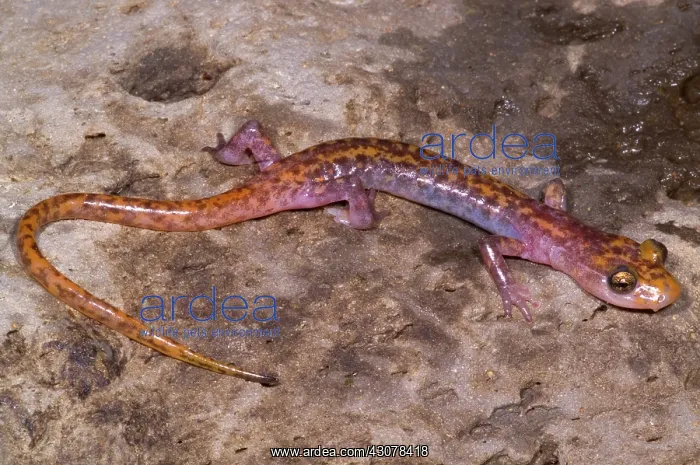 : Cave Salamander : Cave Salamander