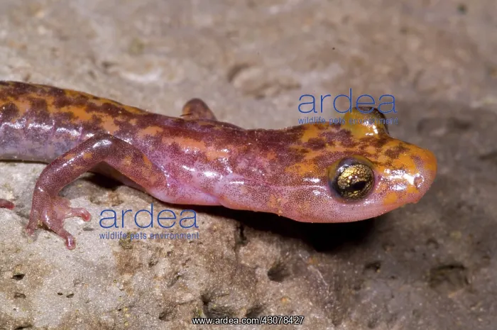 : Cave Salamander : Cave Salamander