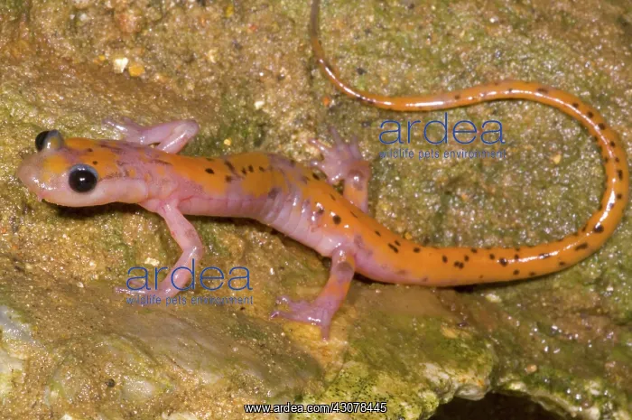 : Cave Salamander : Cave Salamander