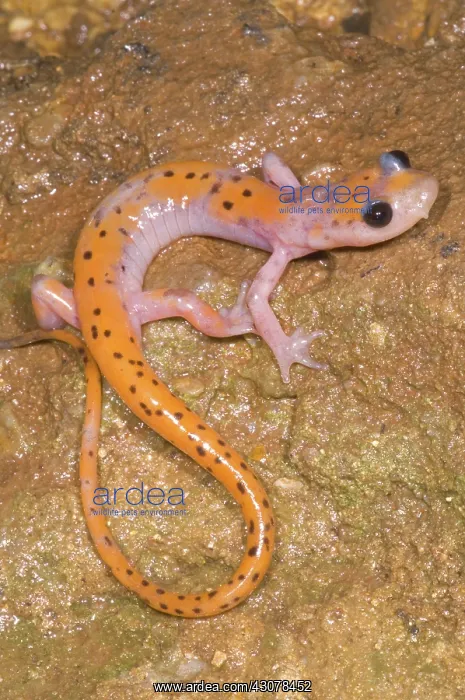 : Cave Salamander : Cave Salamander