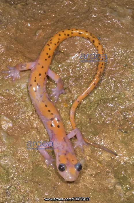 : Cave Salamander : Cave Salamander