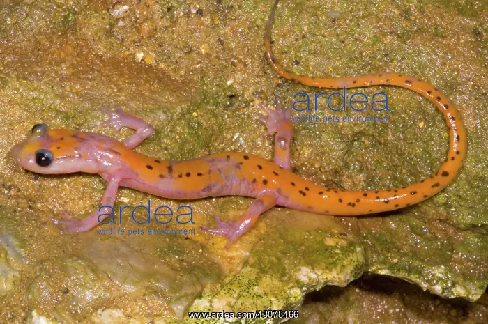 : Cave Salamander : Cave Salamander