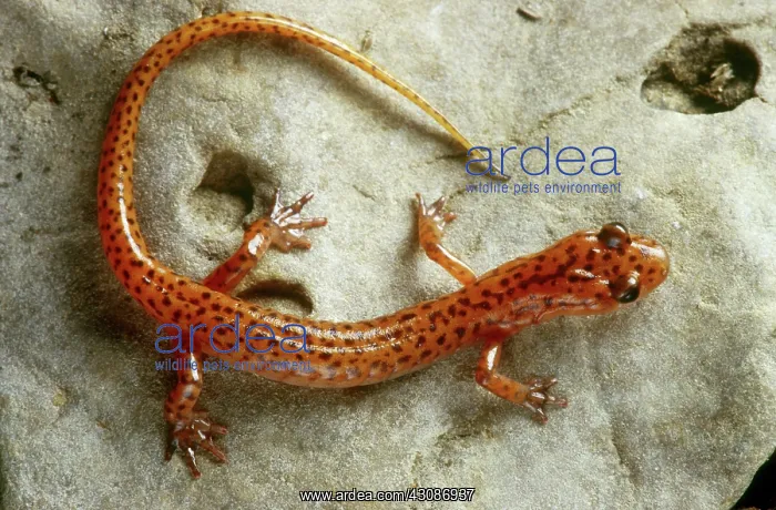 : Cave Salamander : Cave Salamander