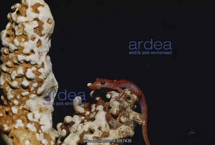 : Cave Salamander : Cave Salamander
