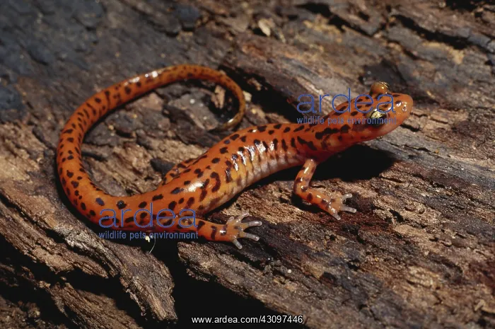 : Cave Salamander : Cave Salamander