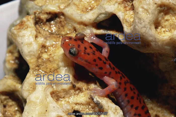 : Cave Salamander : Cave Salamander
