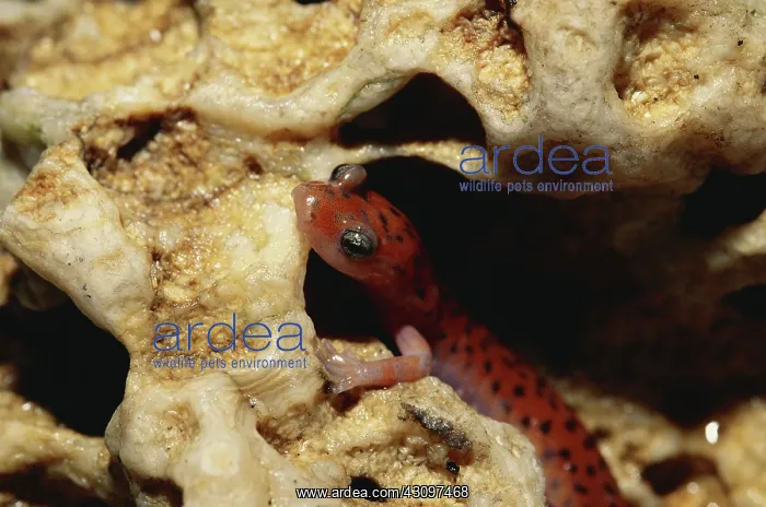 : Cave Salamander : Cave Salamander