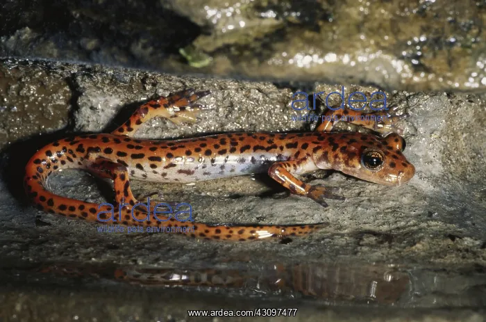  : Cave Salamander