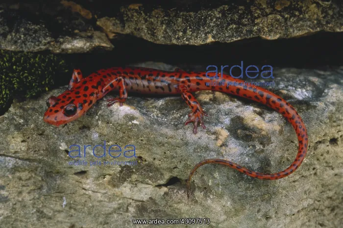 : Cave Salamander : Cave Salamander
