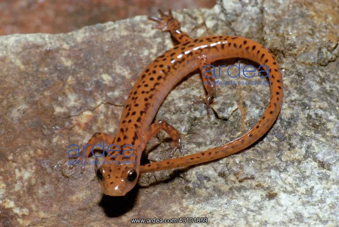 : Cave Salamander : Cave Salamander