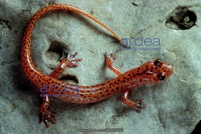: Cave Salamander : Cave Salamander