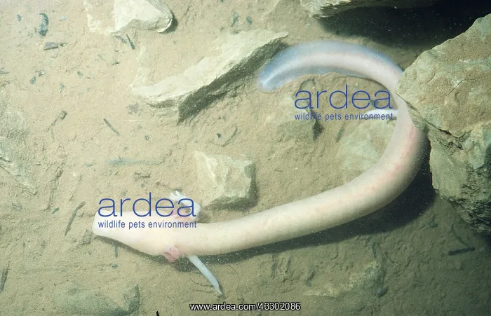 : CAVE SALAMANDER : CAVE SALAMANDER