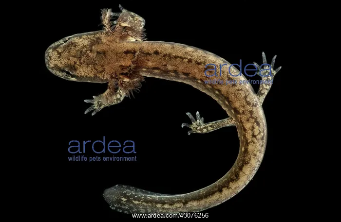 : Cave Salamander Larva : Cave Salamander Larva