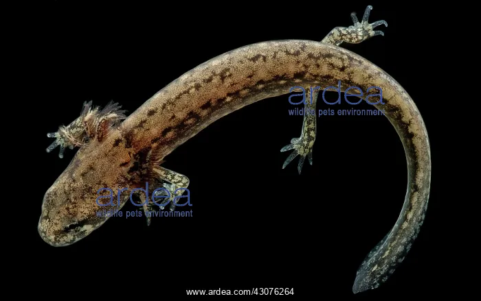 : Cave Salamander Larva : Cave Salamander Larva