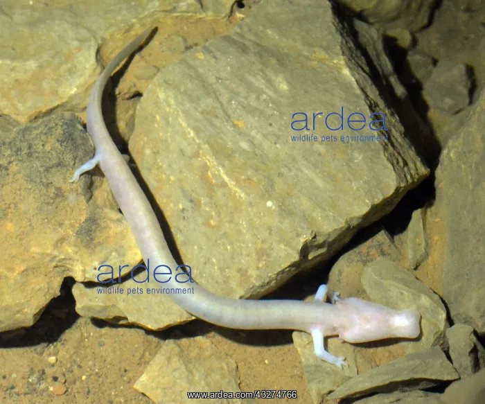 : Cave Salamander / Olm, blind amphibian found in : Cave Salamander / Olm, blind amphibian found in