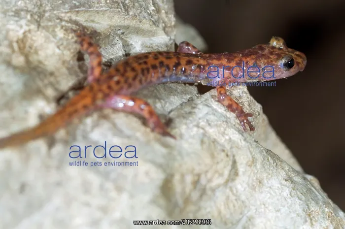 : Cave Salamander, small cave along the Indian : Cave Salamander, small cave along the Indian