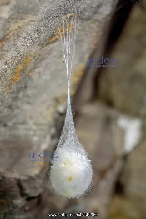 : Cave Spider (Meta menardi) Cocoon, Large common : Cave Spider (Meta menardi) Cocoon, Large common