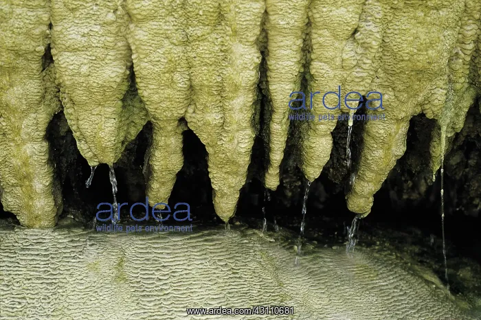 : Cave stalactites : Cave stalactites
