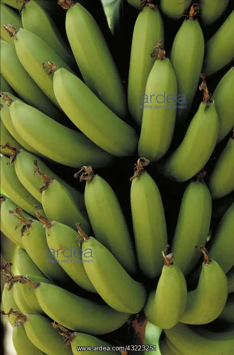 : Cavendish bananas ripening : Cavendish bananas ripening