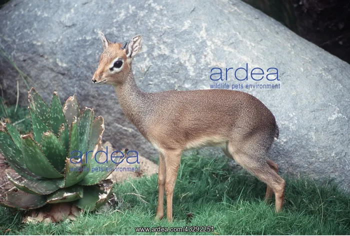 : Cavendish's Dik-dik : Cavendish's Dik-dik