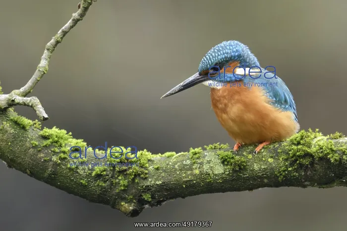 : Cavity-nesting bird... Kingfisher (Alcedo atthis) with soil on its beak : Cavity-nesting bird... Kingfisher (Alcedo atthis) with soil on its beak