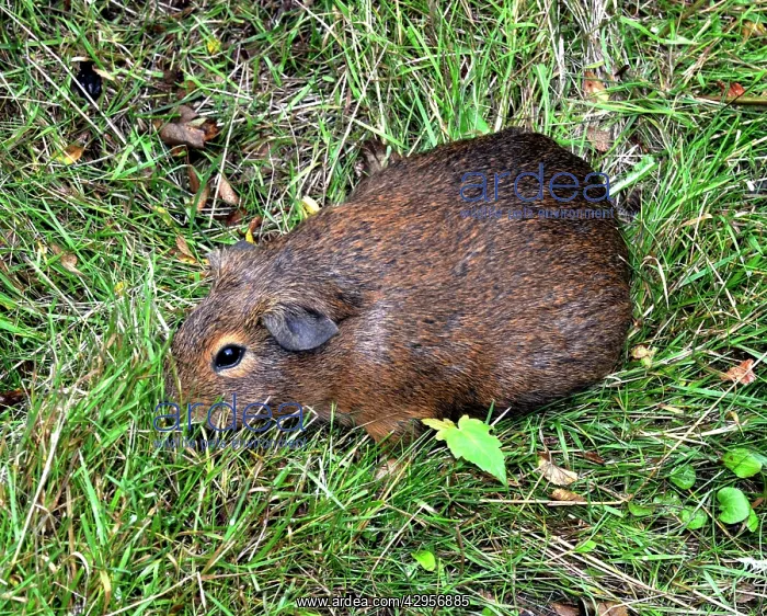 : Cavy (local name: Cuis) : Cavy (local name: Cuis)