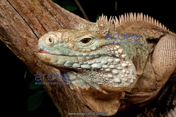 : Cayman Island Iguana, Cyclura lewisi, Cayman : Cayman Island Iguana, Cyclura lewisi, Cayman