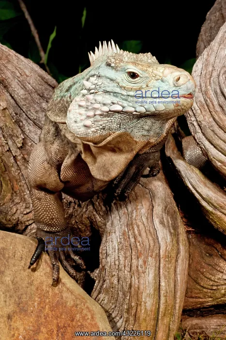 : Cayman Island Iguana, Cyclura lewisi, Cayman : Cayman Island Iguana, Cyclura lewisi, Cayman