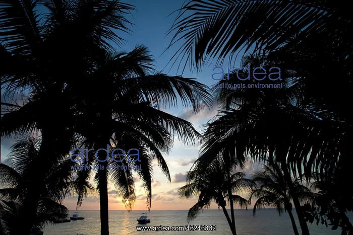 : Cayman Islands, Grand Cayman Island, Silhouette : Cayman Islands, Grand Cayman Island, Silhouette