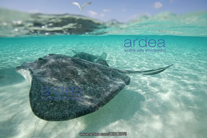 : Cayman Islands, Grand Cayman Island, Underwater : Cayman Islands, Grand Cayman Island, Underwater