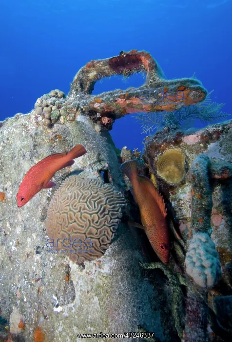 : Cayman Islands, Grand Cayman Island, Underwater : Cayman Islands, Grand Cayman Island, Underwater